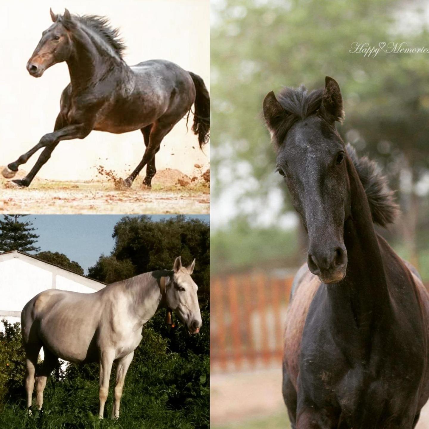 Homestay Horse Riding Vila Franca de Xira