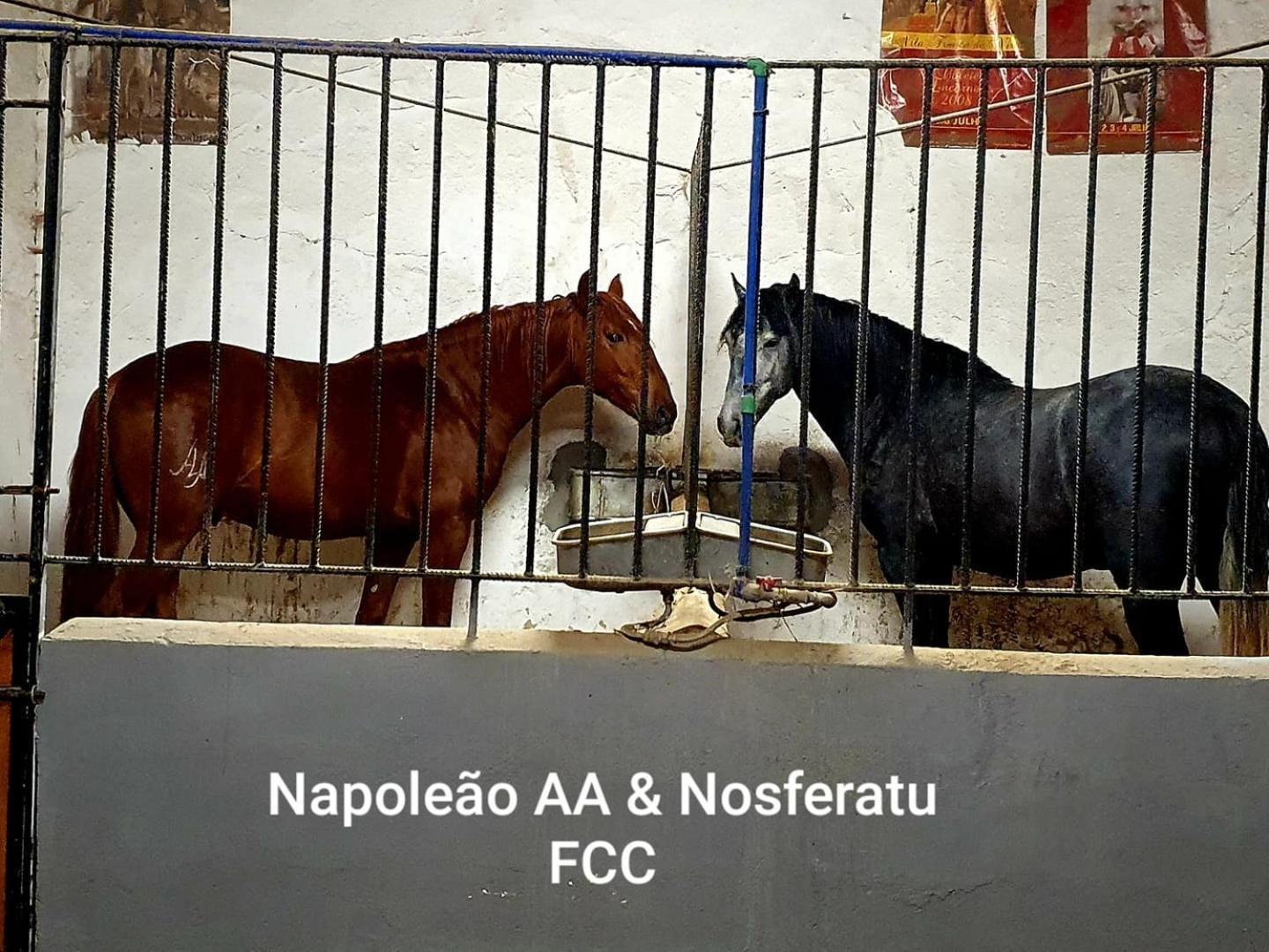 Horse Riding Homestay